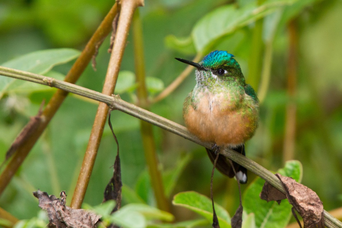Long-tailed Sylph - ML79047551