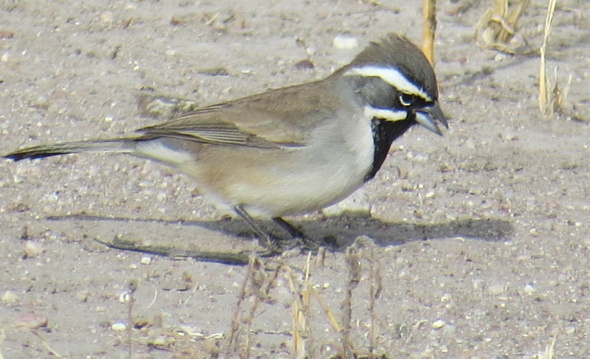 Black-throated Sparrow - ML79047651
