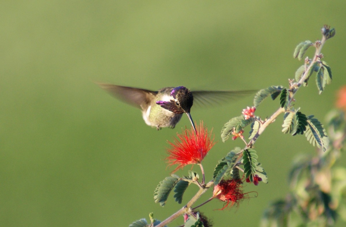 Costa's Hummingbird - Nick Mrvelj