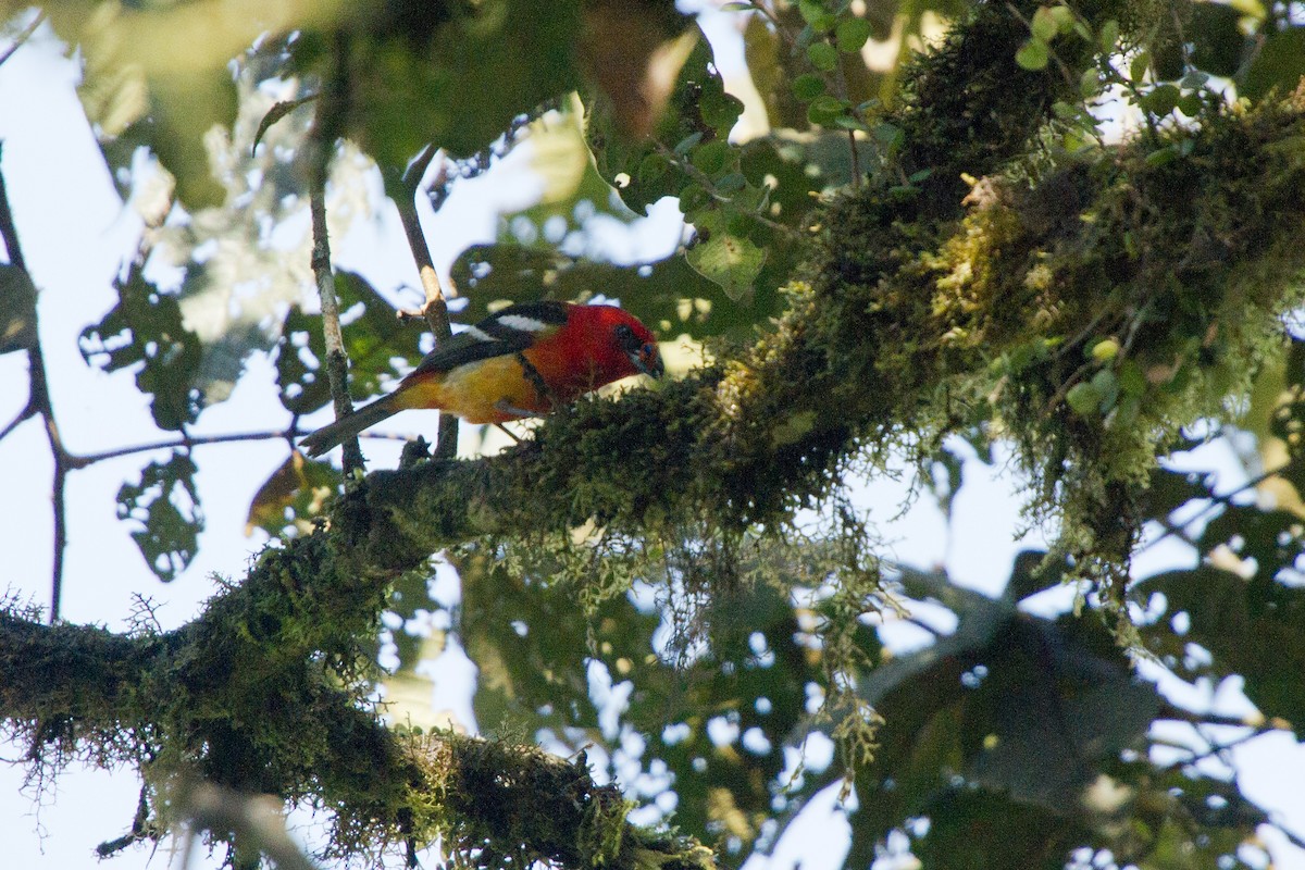 White-winged Tanager - ML79049251