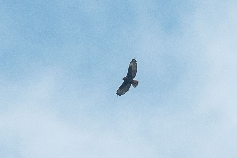 Short-tailed Hawk - ML79050251