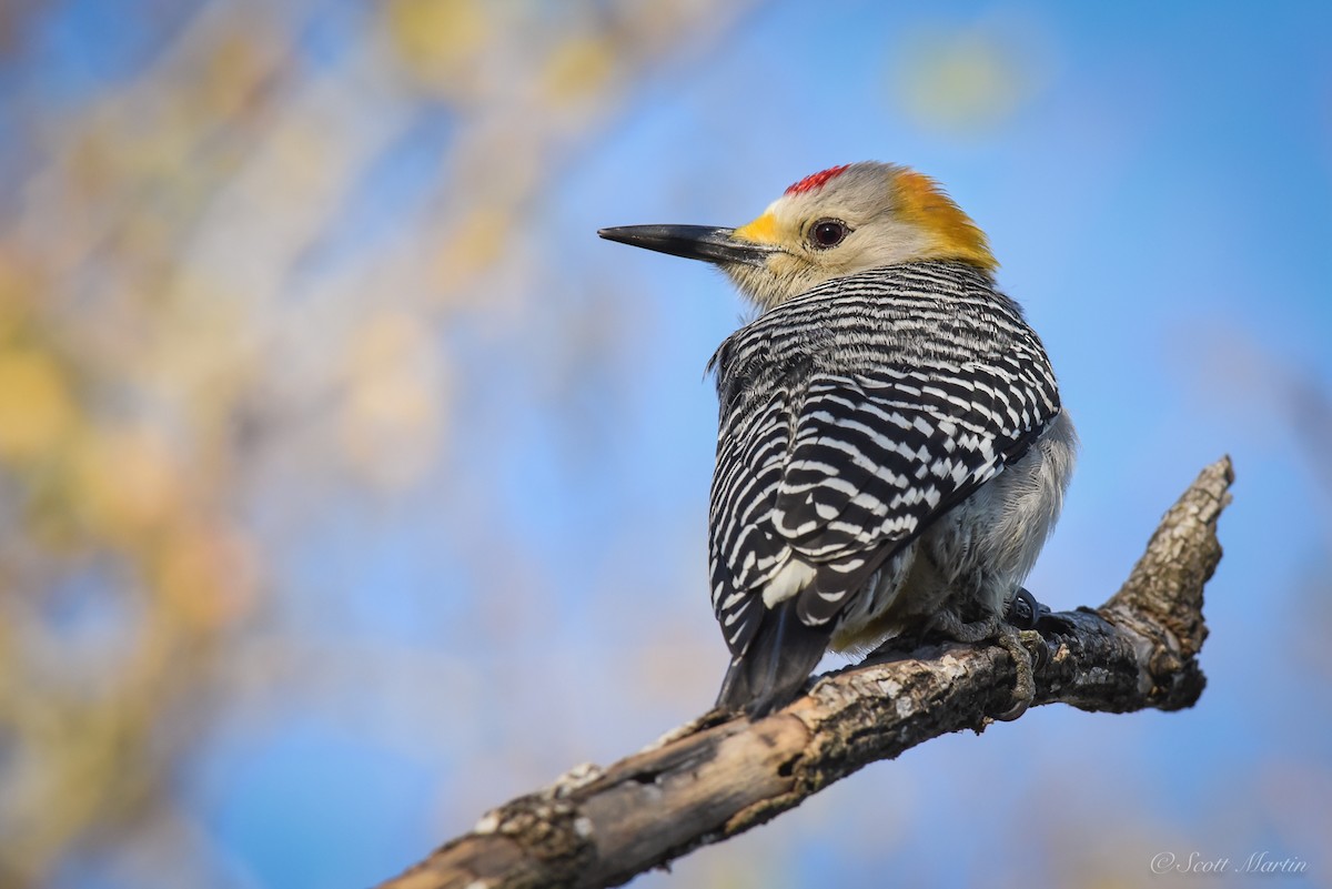 Golden-fronted Woodpecker - ML79050901