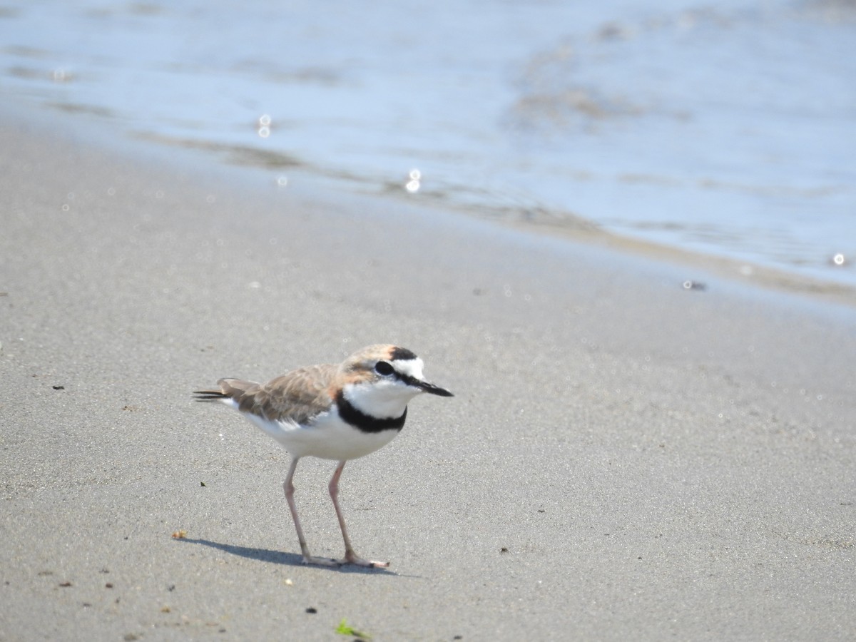 Collared Plover - ML79051131