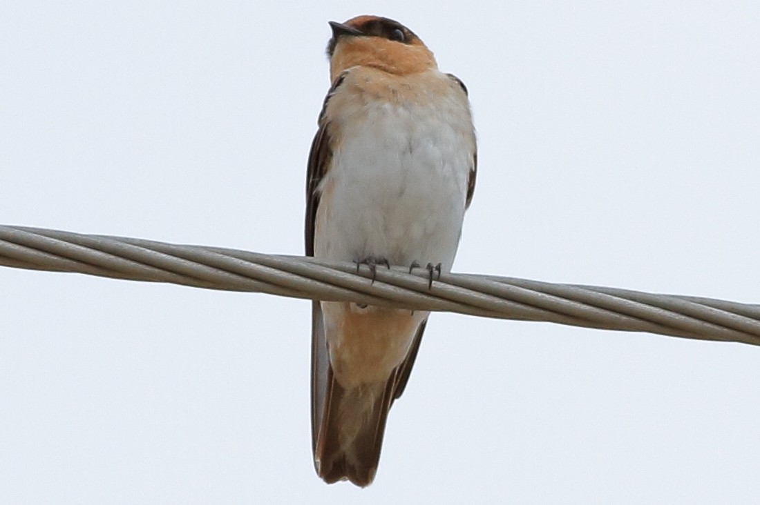 Cave Swallow - ML79051611