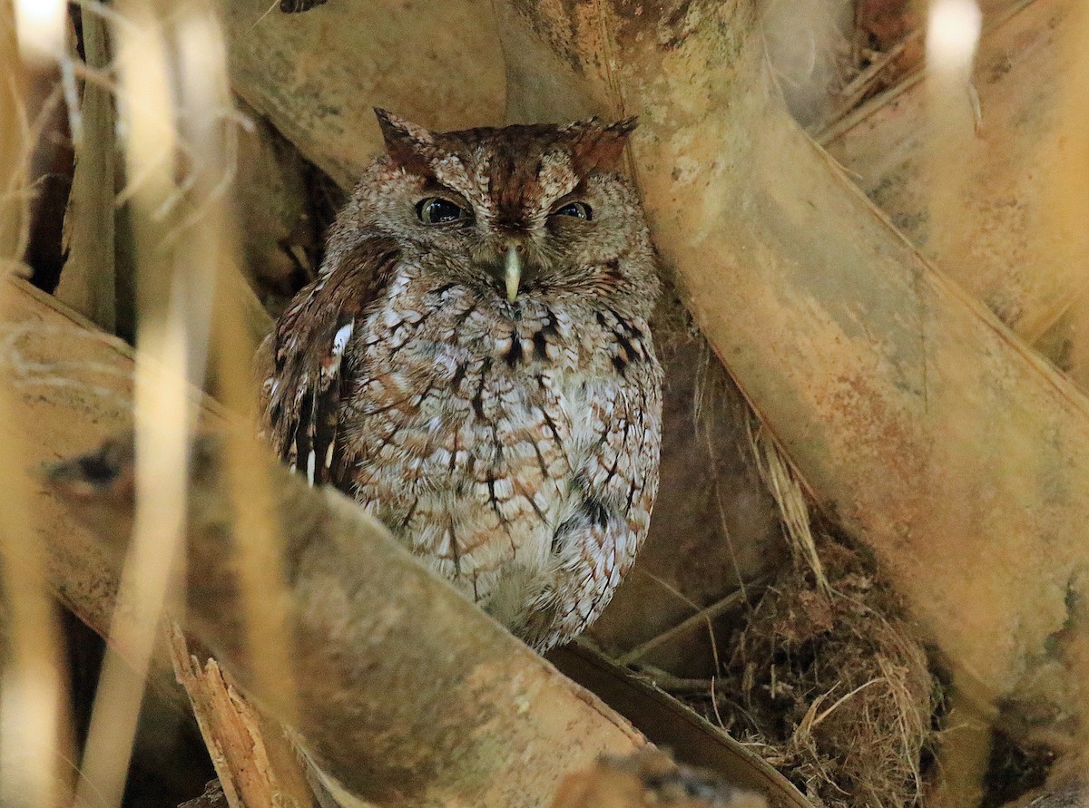 Eastern Screech-Owl - Blair Bernson