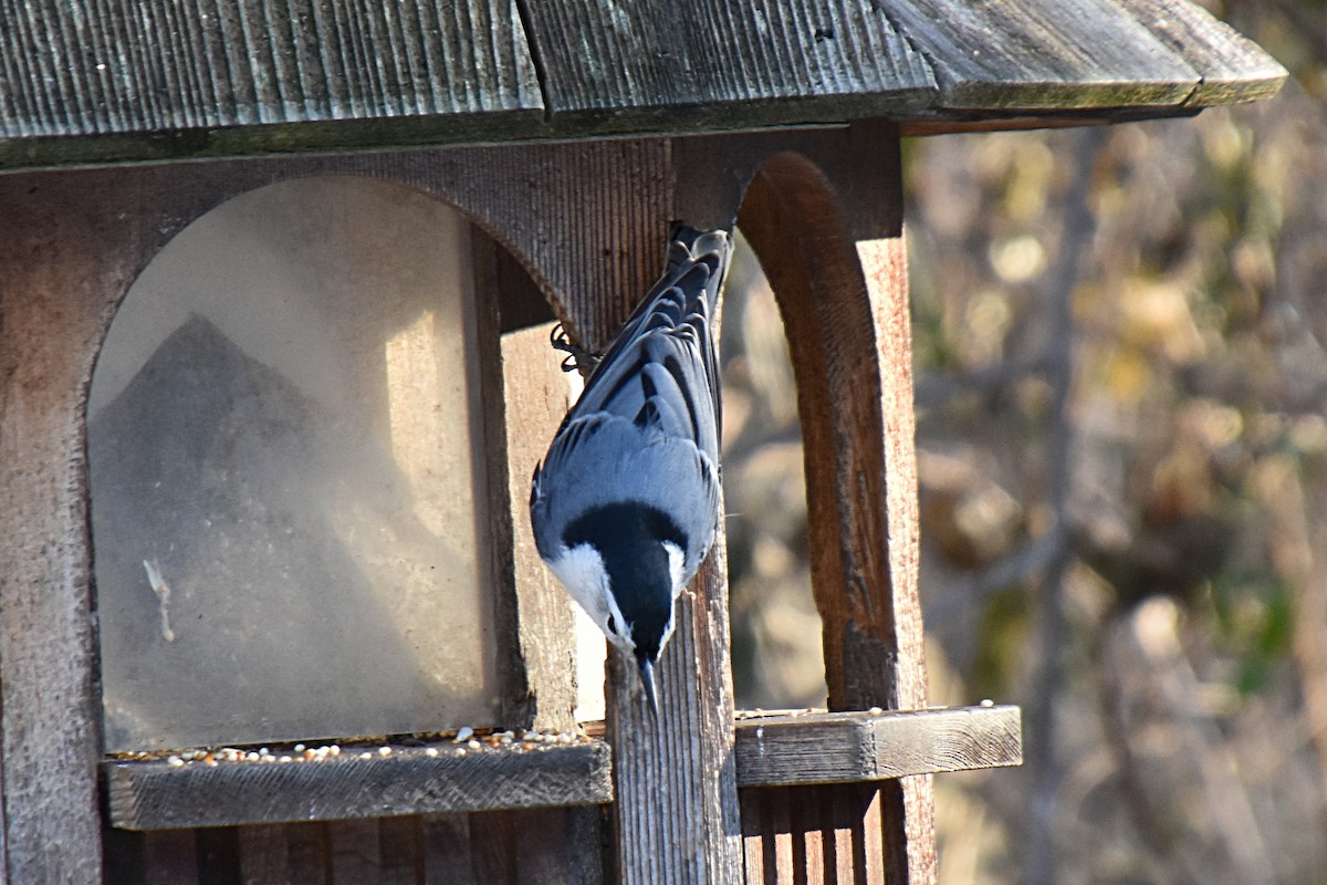 White-breasted Nuthatch - Don Henise