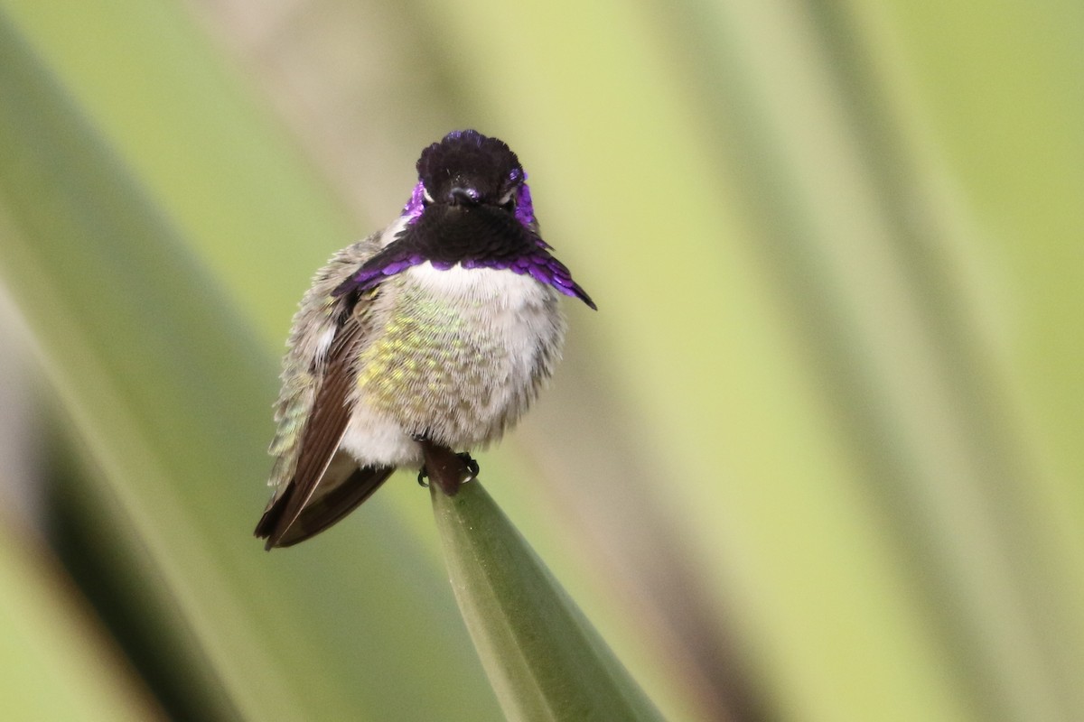 Costa's Hummingbird - ML79055451