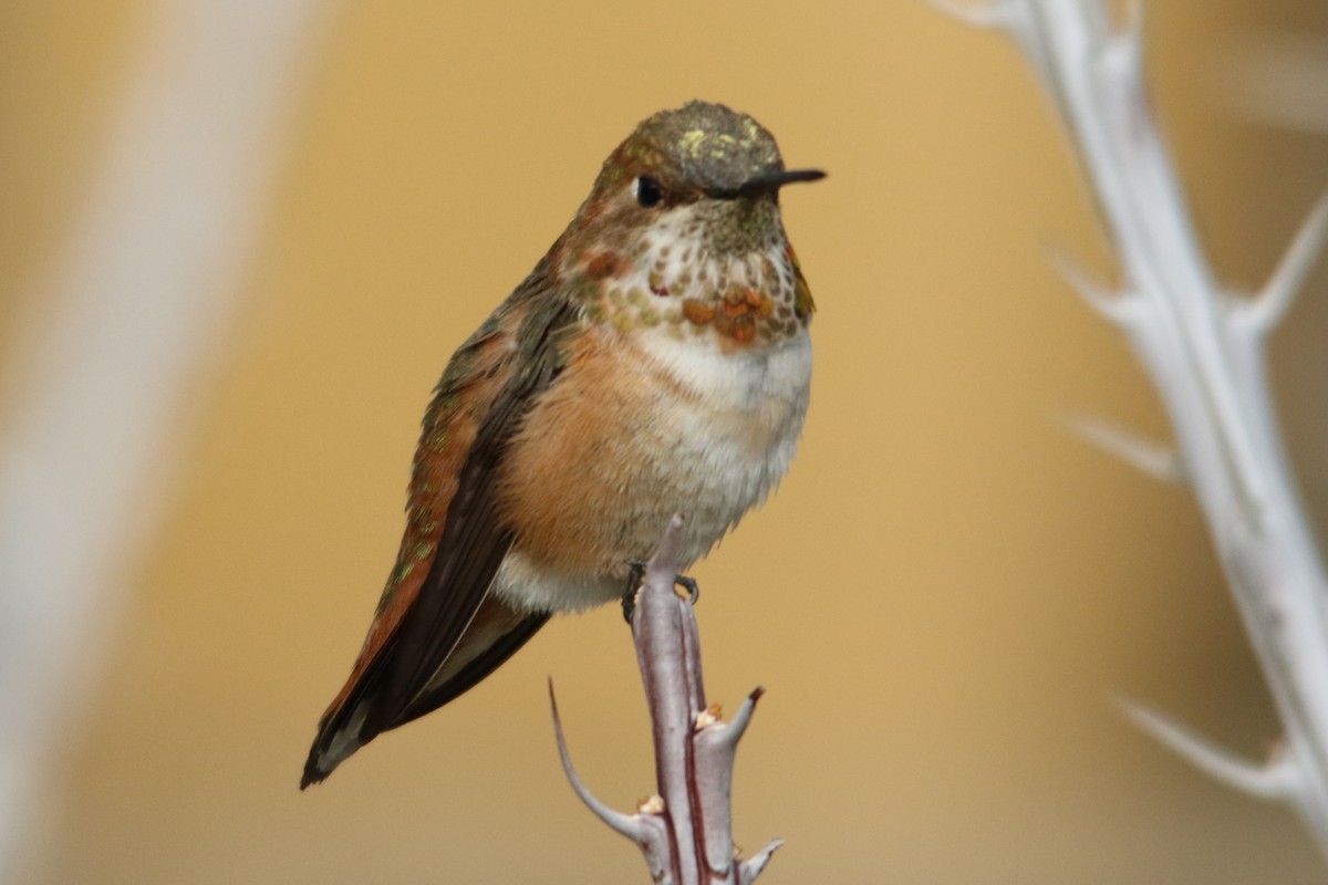 Rufous Hummingbird - ML79055641
