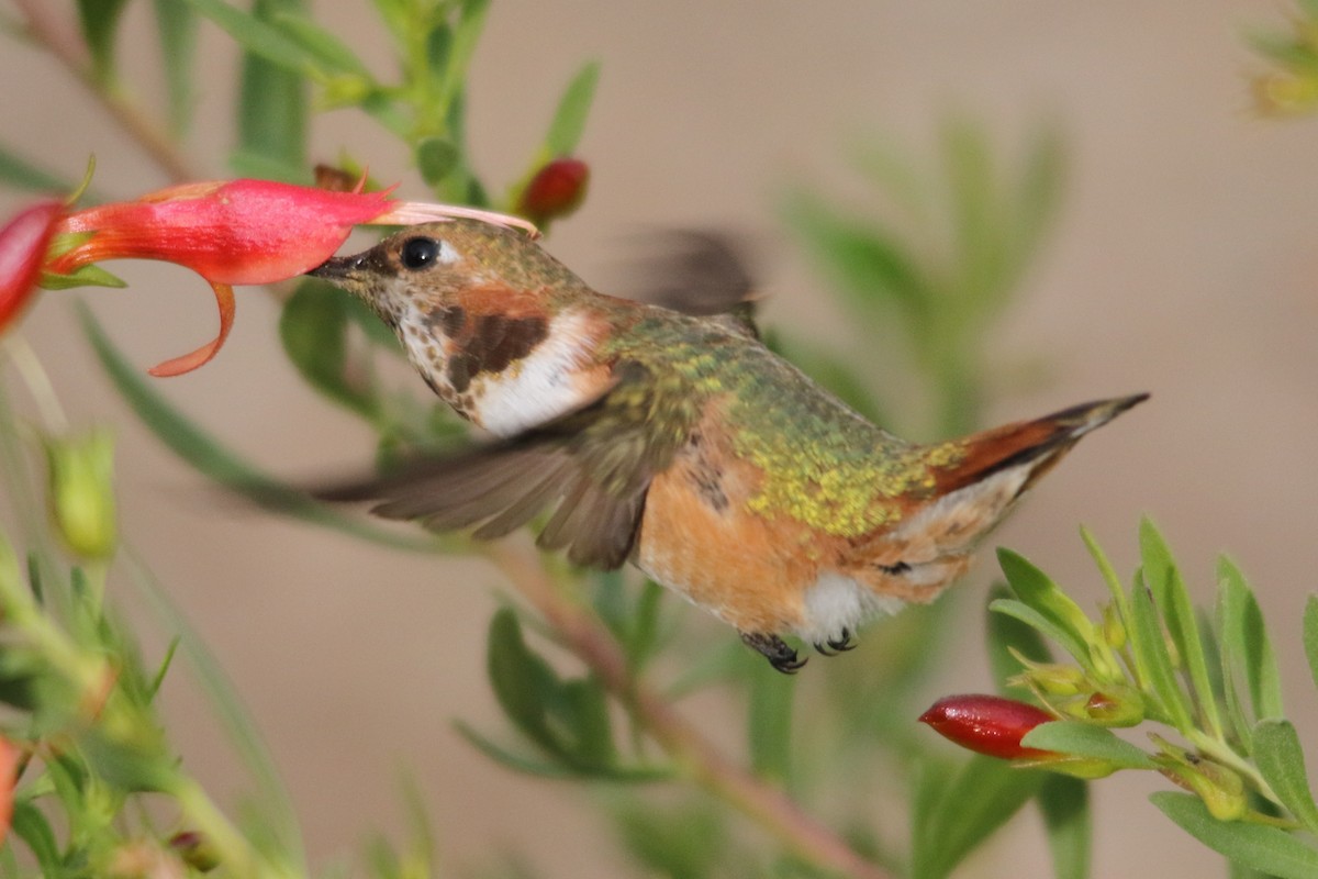 Rufous Hummingbird - ML79055661