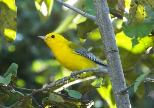 Prothonotary Warbler - Pat O'Donnell