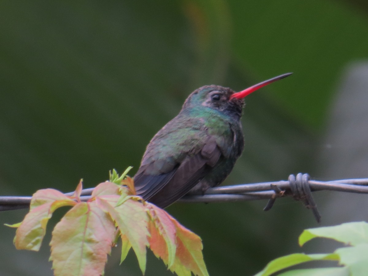Broad-billed Hummingbird - Marilyn Castillo Muñoz (Kingfisher Birdwatching Nuevo León)