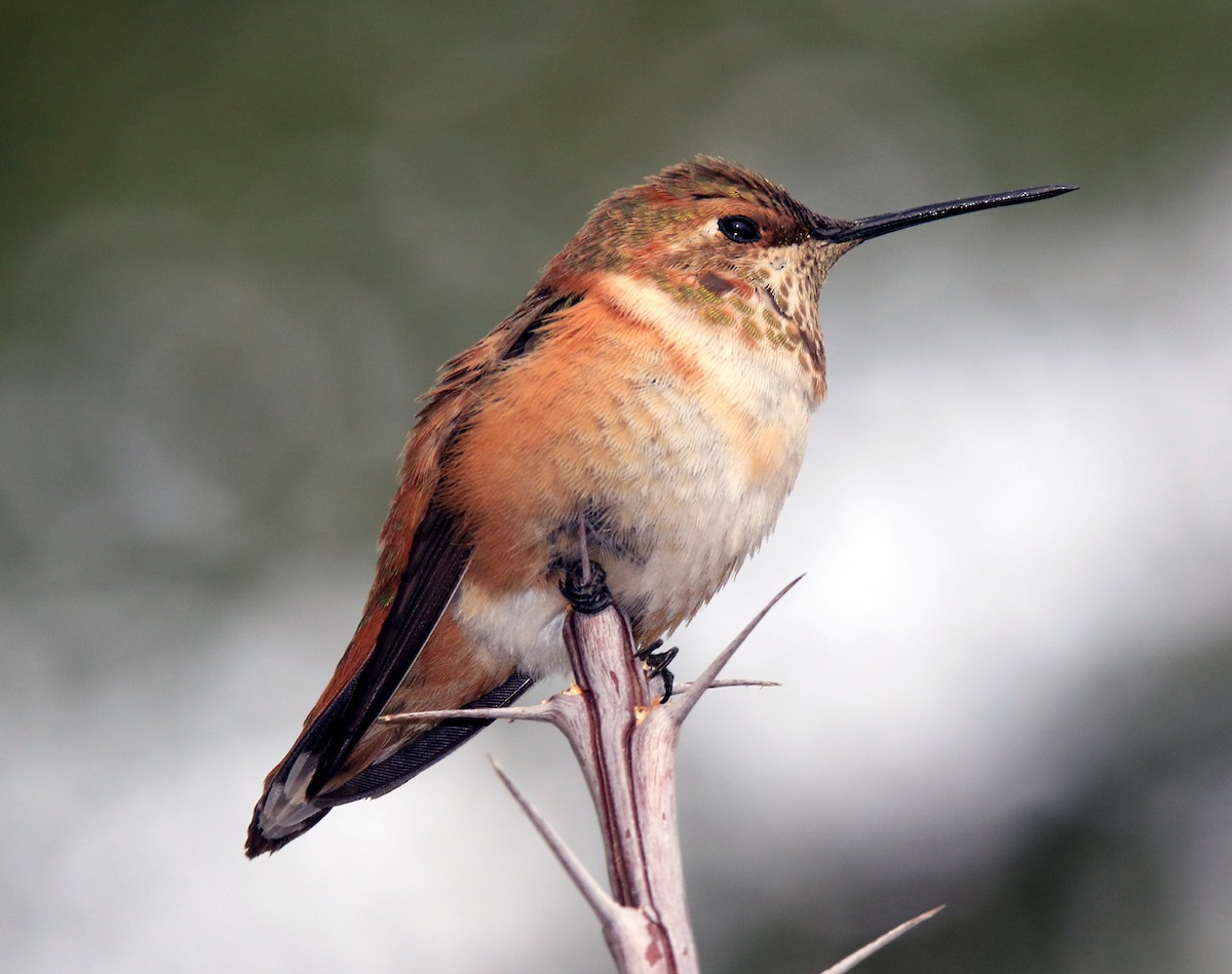 Rufous Hummingbird - Moe Bertrand