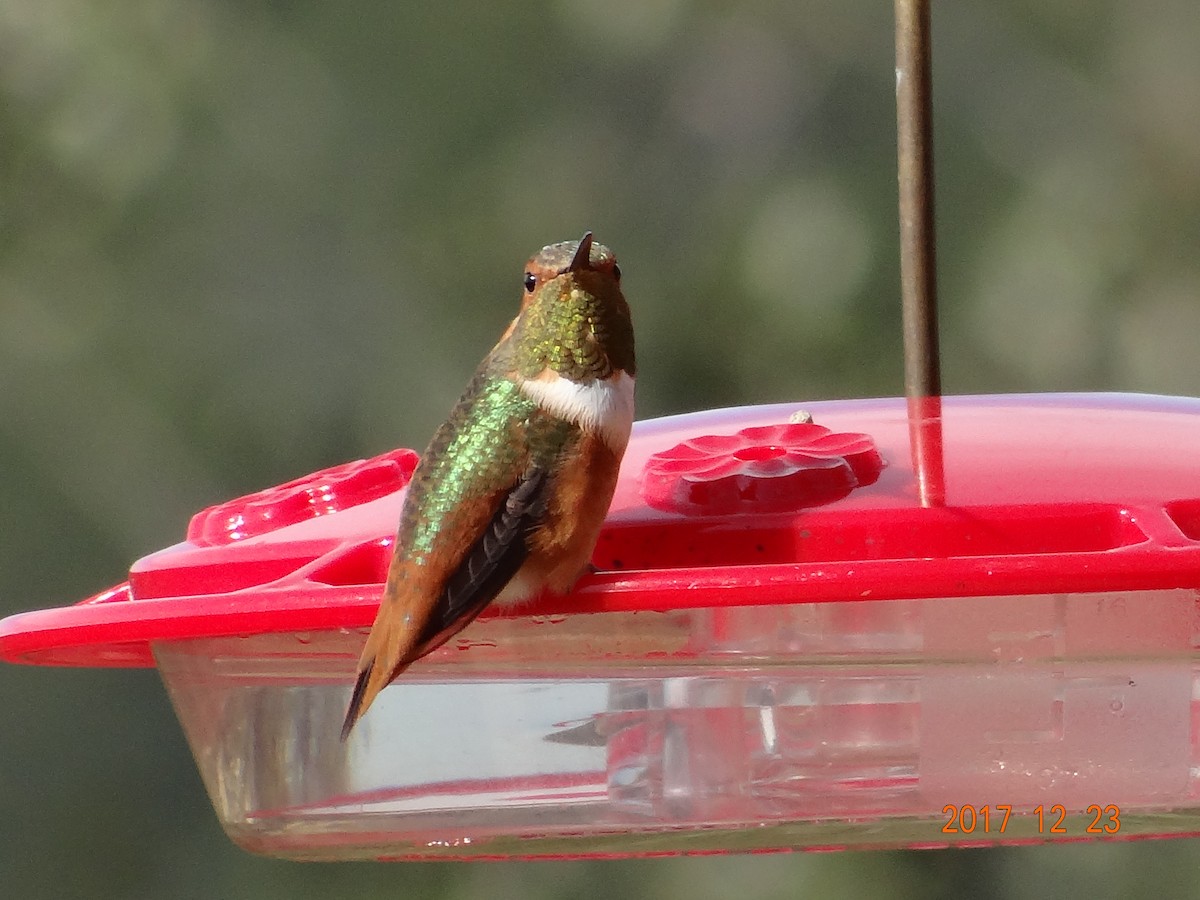 Allen's Hummingbird - ML79061671