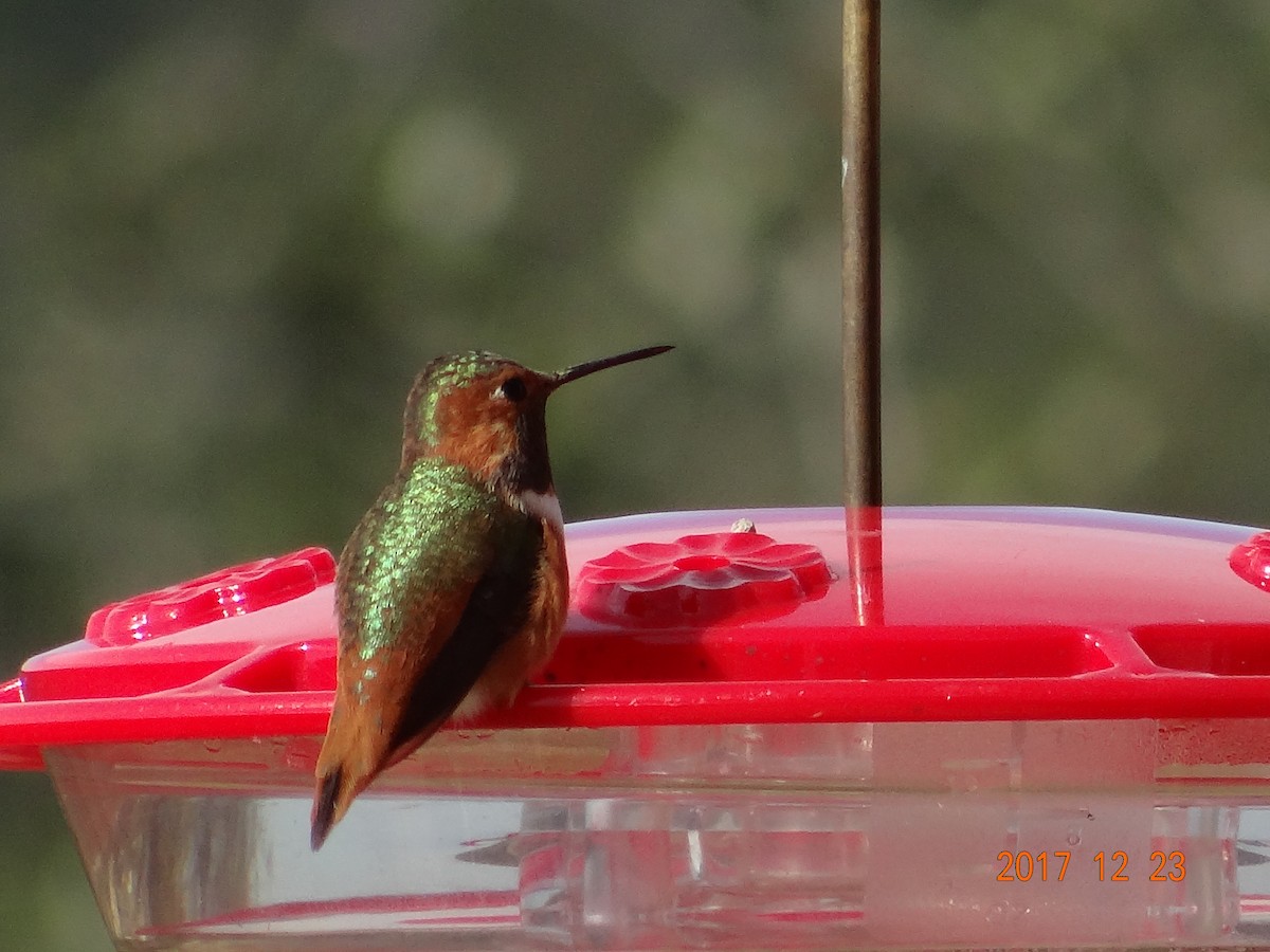 Allen's Hummingbird - ML79061681