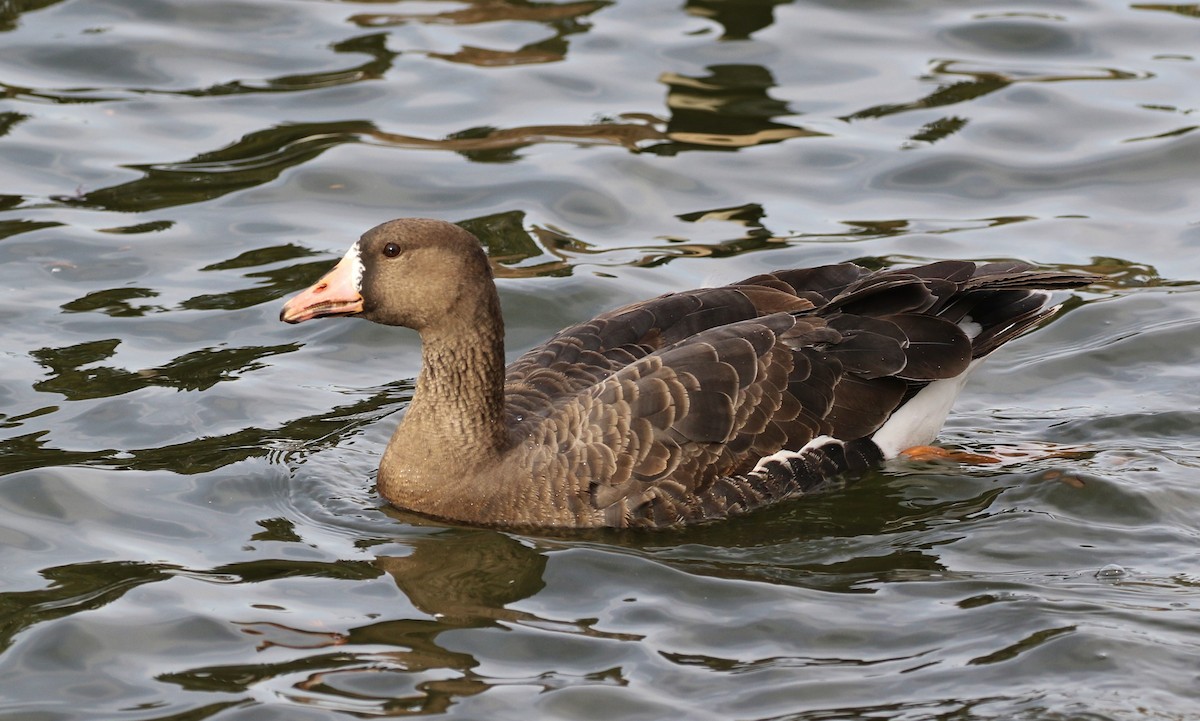 Greater White-fronted Goose - Tom Benson