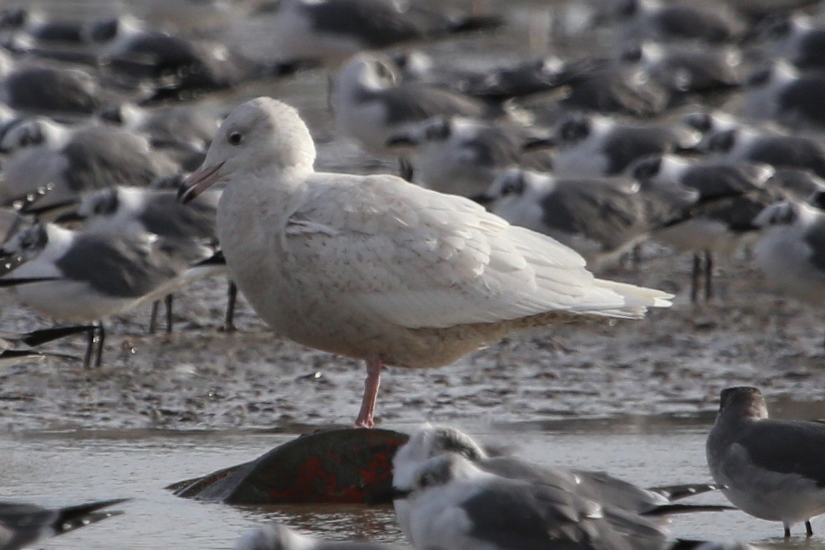 Glaucous Gull - Greg Page