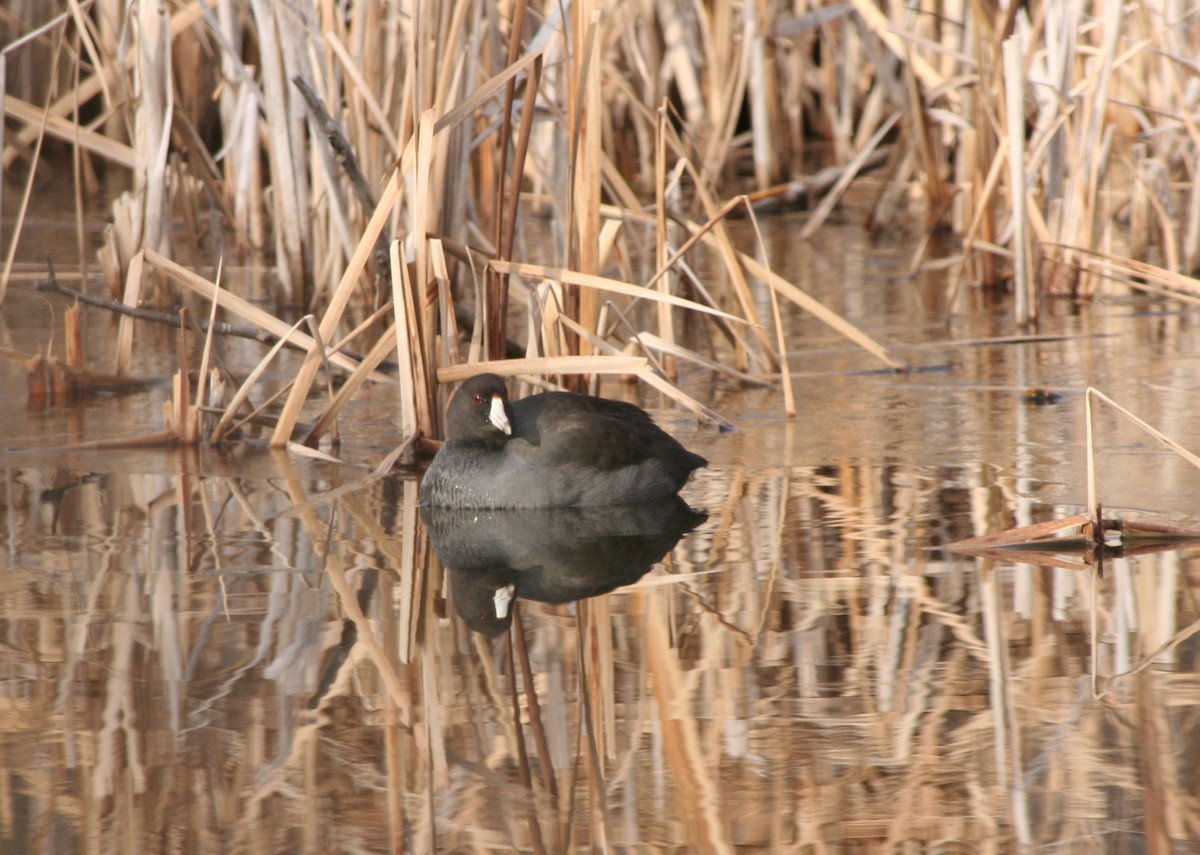 American Coot - Pierre Fradette