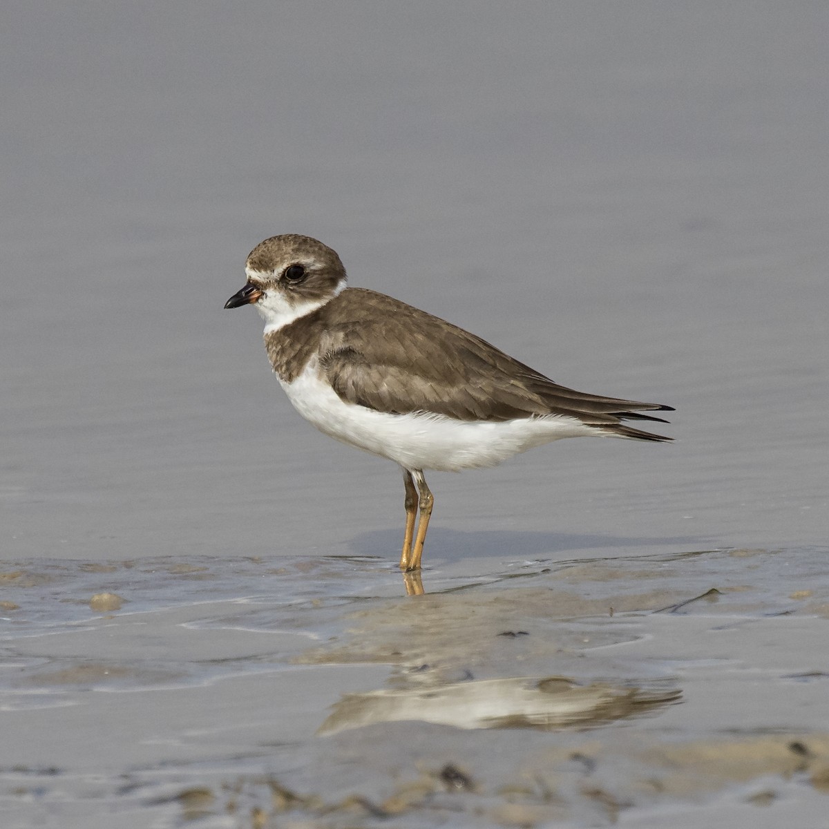 Semipalmated Plover - ML79068391