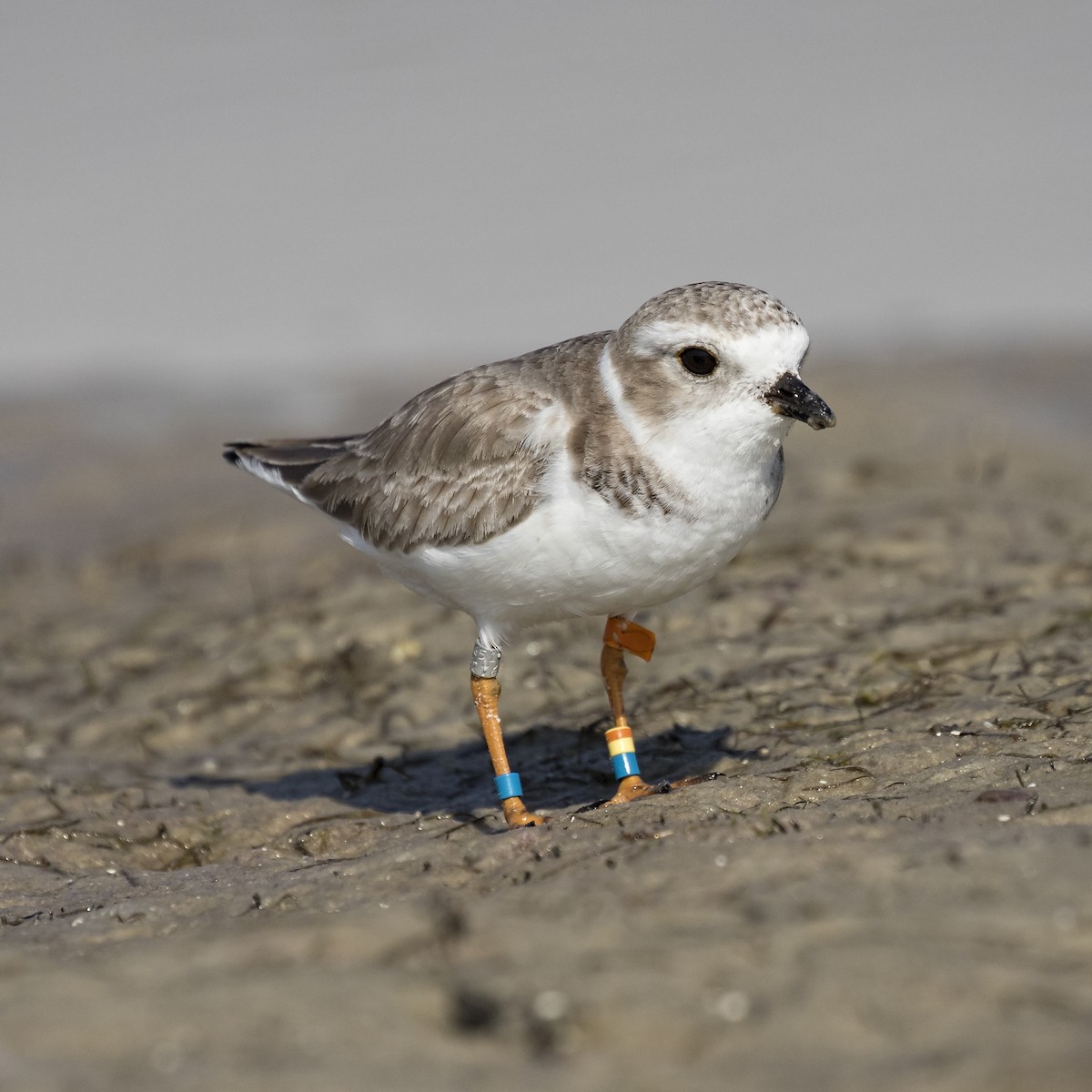 Piping Plover - ML79068641