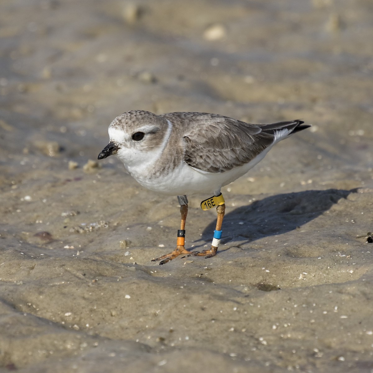 Piping Plover - ML79068651