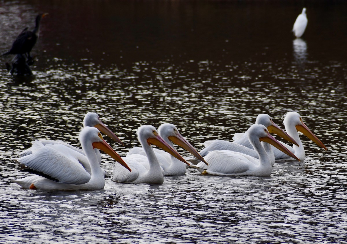 American White Pelican - P Chappell