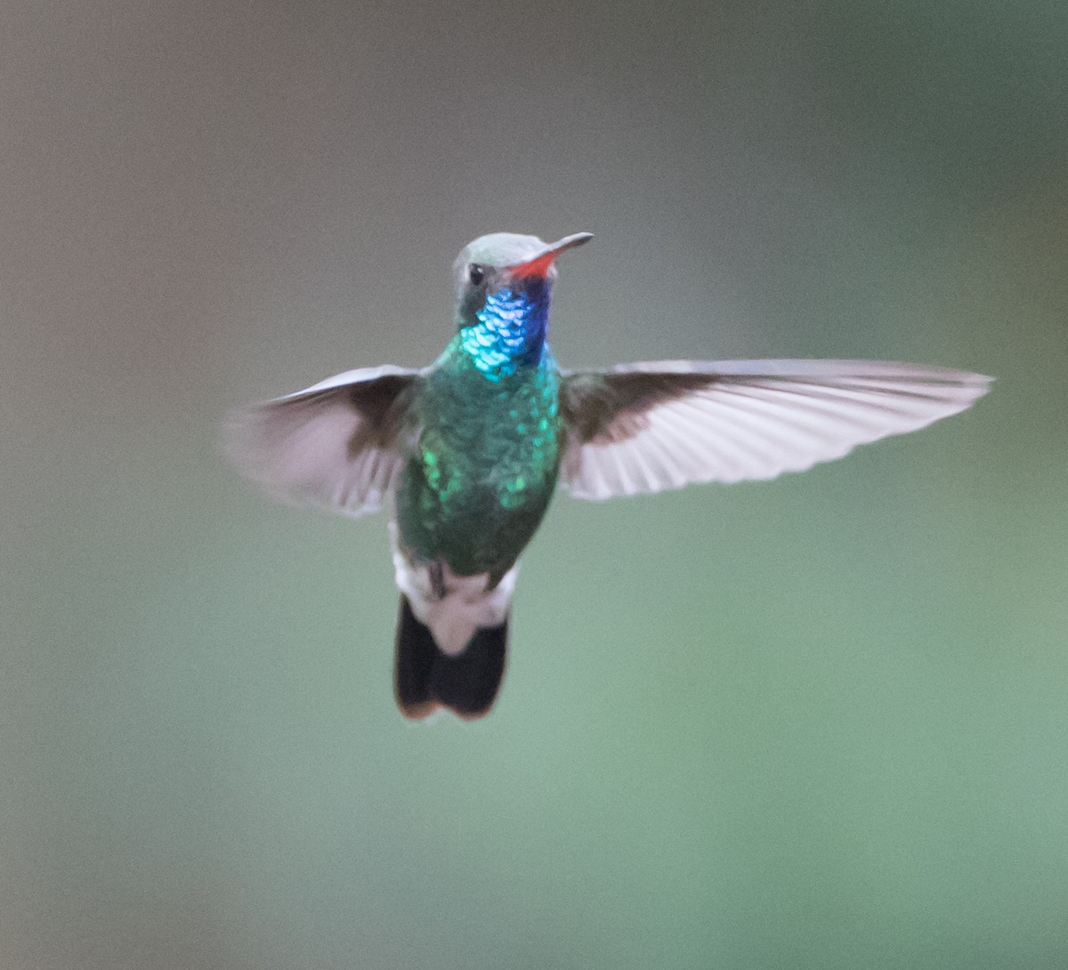 Broad-billed Hummingbird - Sig Olsen