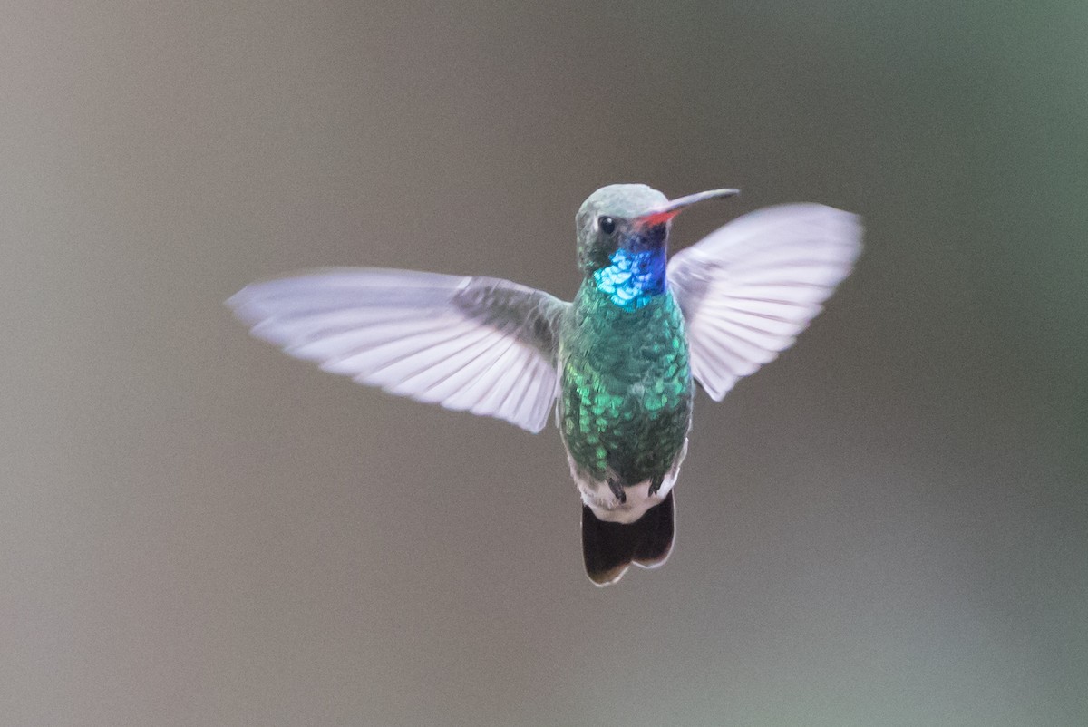 Broad-billed Hummingbird - ML79070001