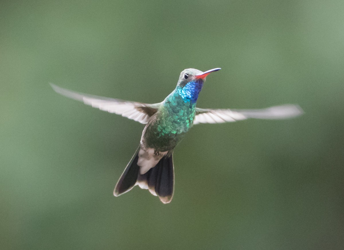 Broad-billed Hummingbird - ML79070051