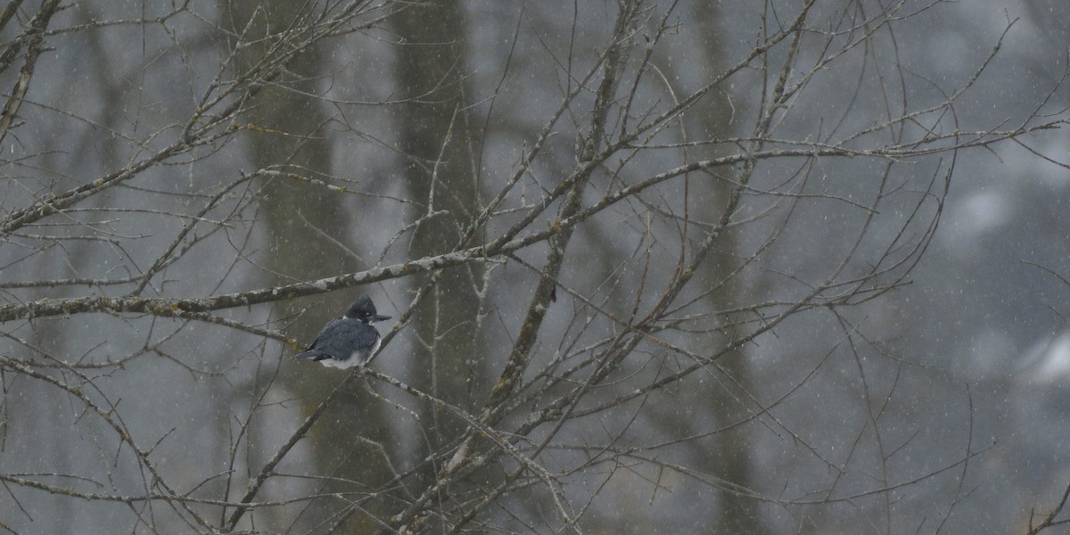 Belted Kingfisher - ML79070861