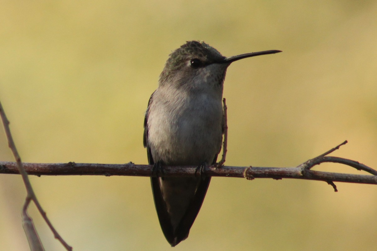 Costa's Hummingbird - Jennifer Werrell