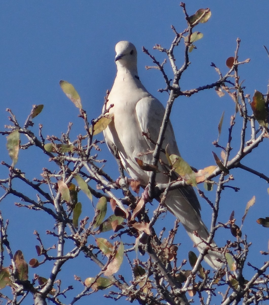 African Collared-Dove (Domestic type or Ringed Turtle-Dove) - Cara Barnhill