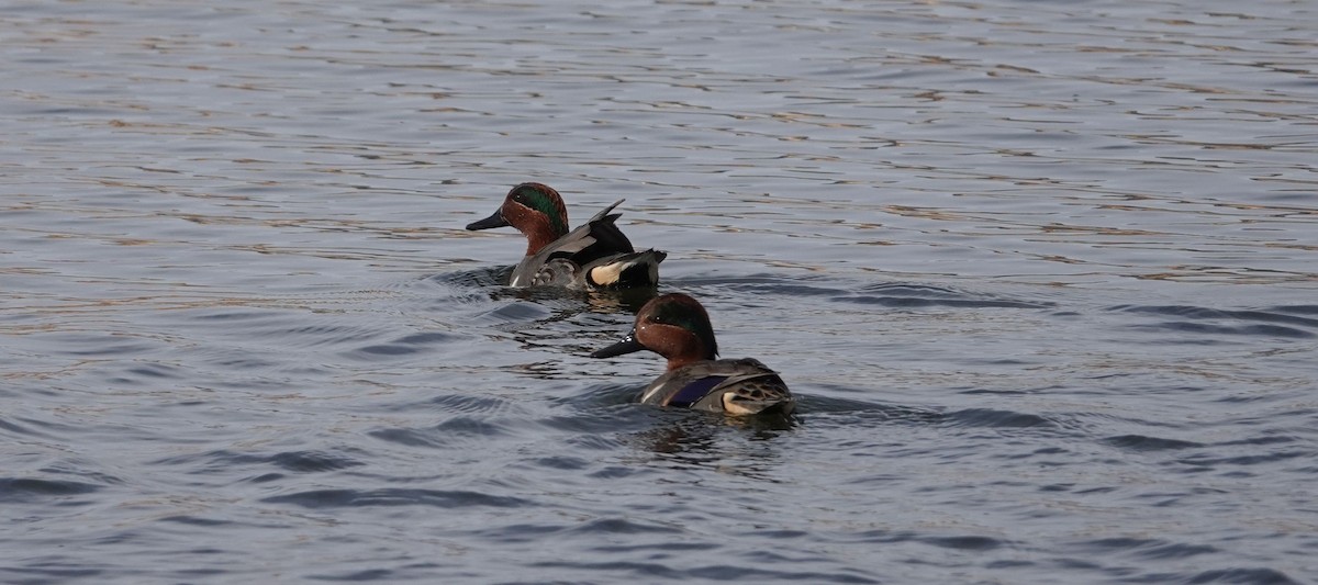 Green-winged Teal - ML79072811