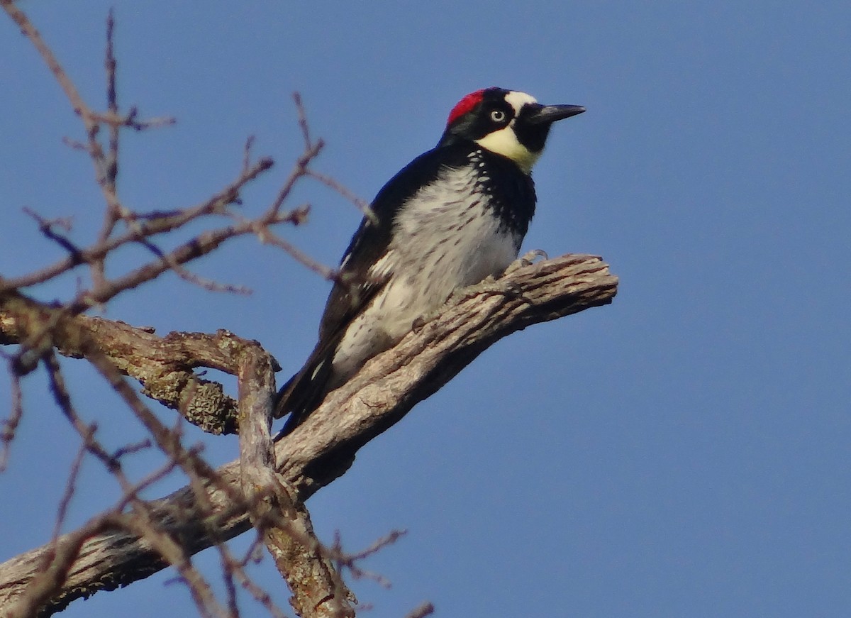 Acorn Woodpecker - ML79073221