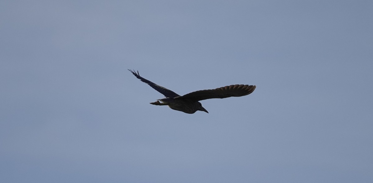 Black-crowned Night Heron - ML79073301