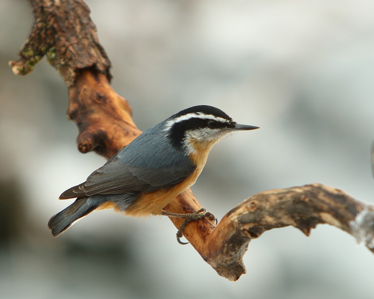 Red-breasted Nuthatch - Cullen Clark