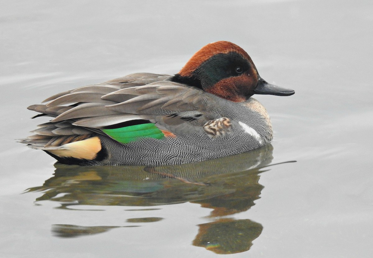 Green-winged Teal - ML79074591