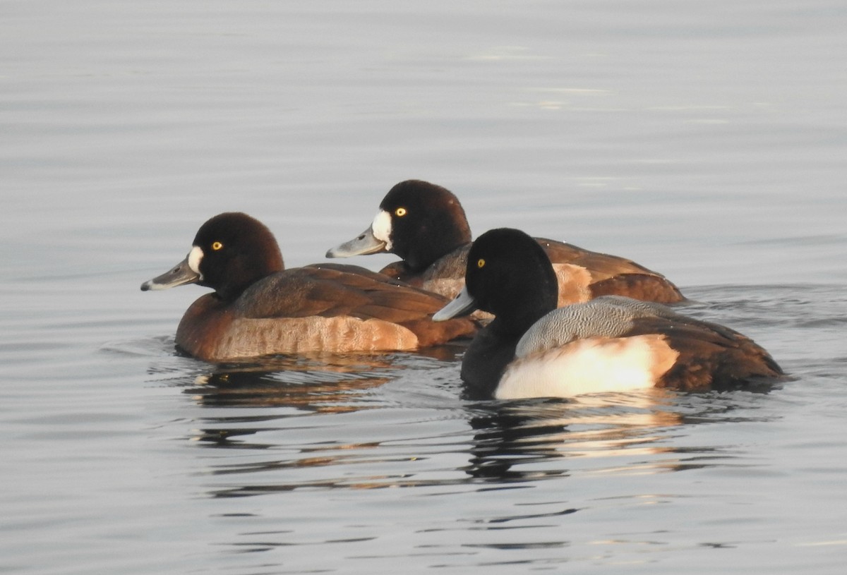 Greater Scaup - ML79074691