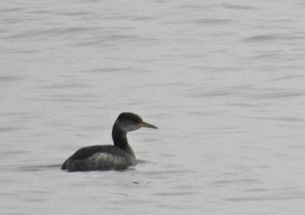 Red-necked Grebe - ML79074991