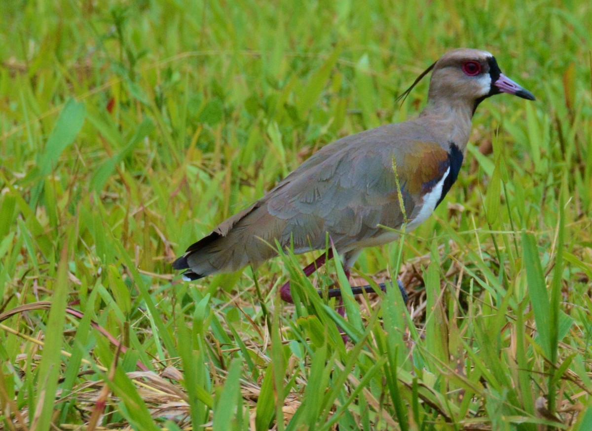 Southern Lapwing - Kenneth Butler