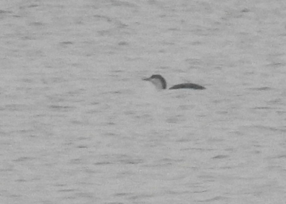 Red-throated Loon - ML79075161