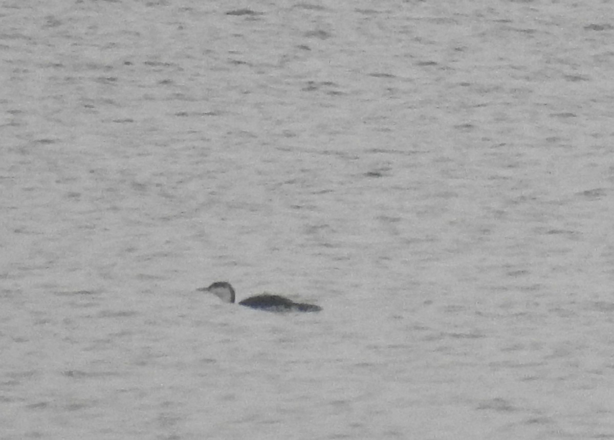 Red-throated Loon - ML79075181