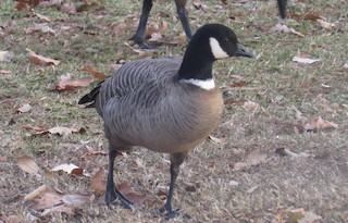 Cackling Goose, ML79075241
