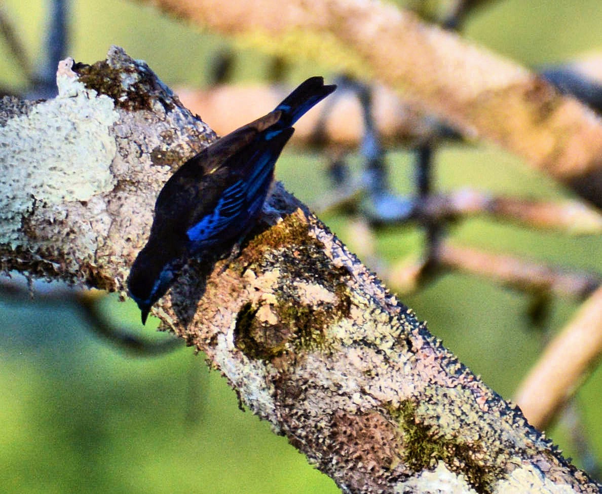 Opal-rumped Tanager - Kenneth Butler