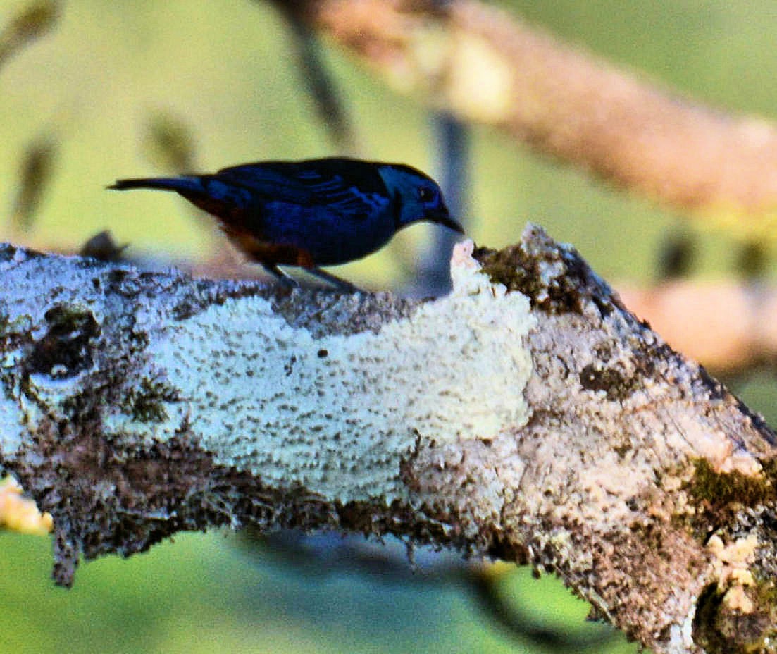Opal-rumped Tanager - ML79076271
