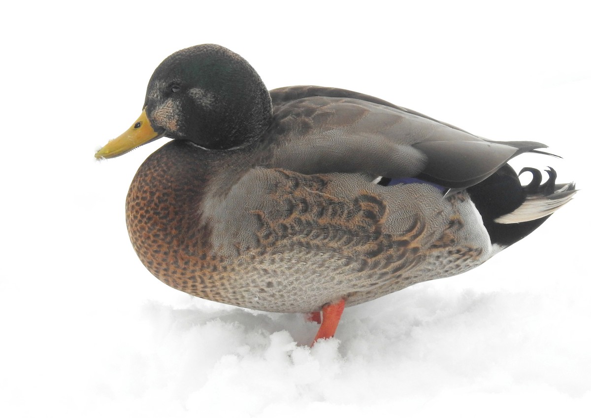 Mallard x American Black Duck (hybrid) - ML79076641