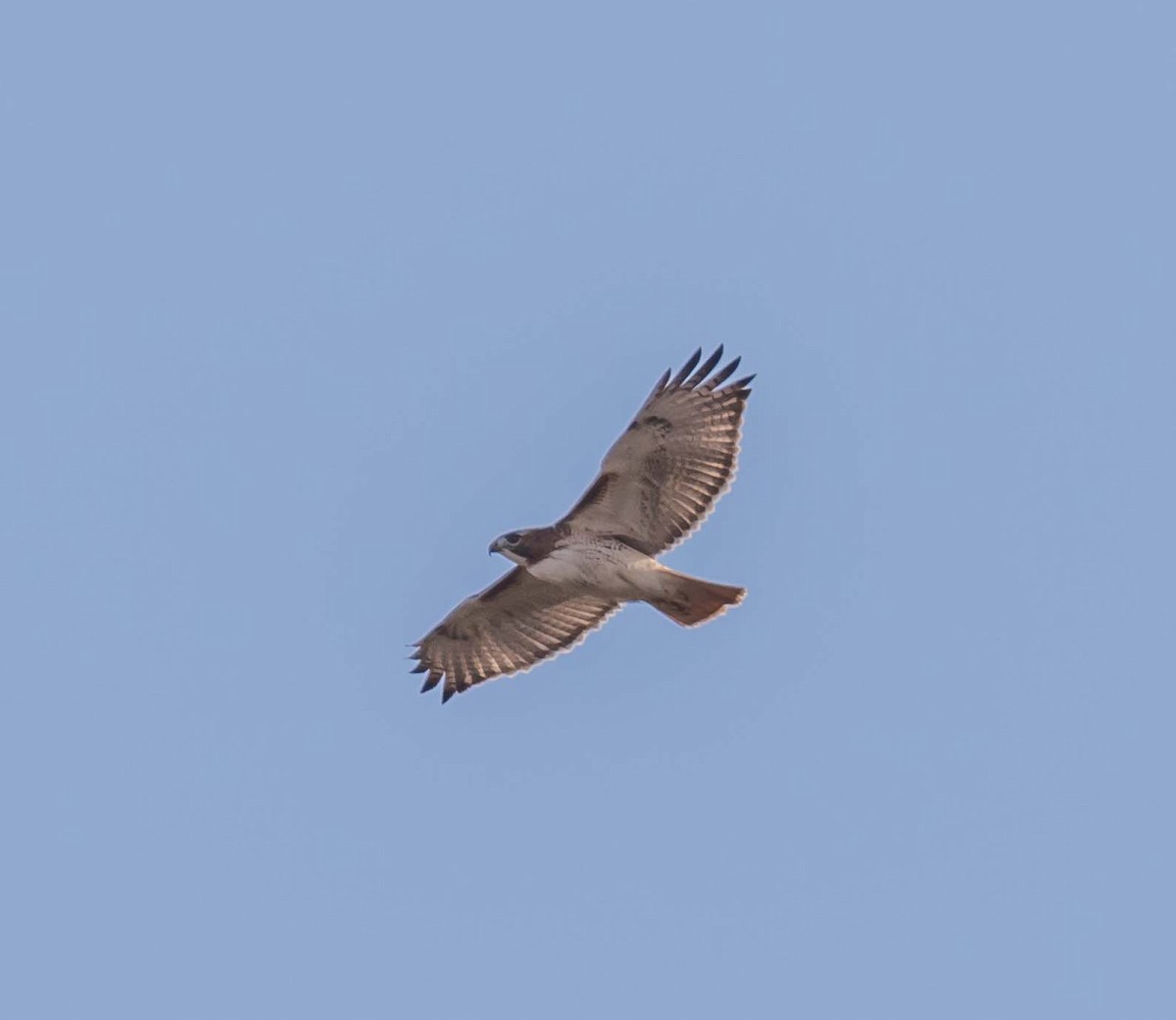 Red-tailed Hawk - Maury Swoveland