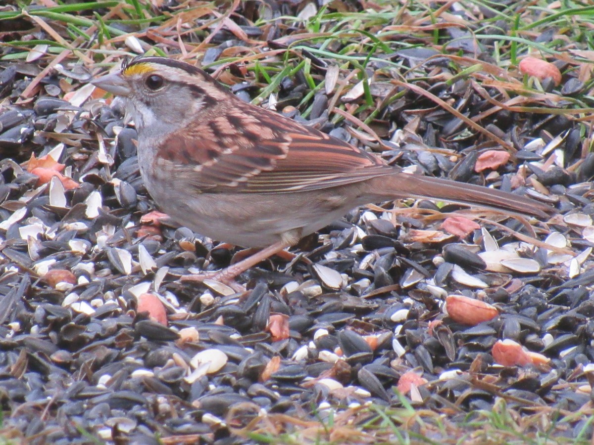 White-throated Sparrow - Ken Wat