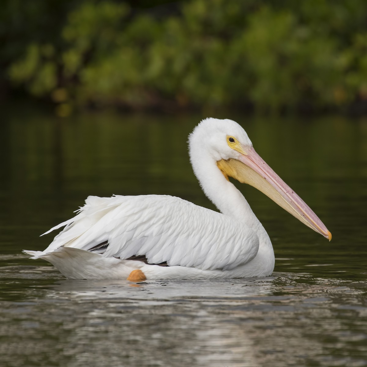 American White Pelican - Peter Hawrylyshyn