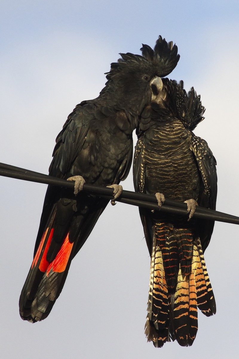 Red-tailed Black-Cockatoo - Ed Pierce