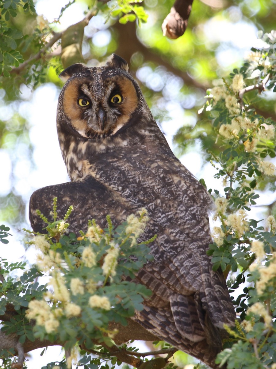 Long-eared Owl - Laurens Halsey
